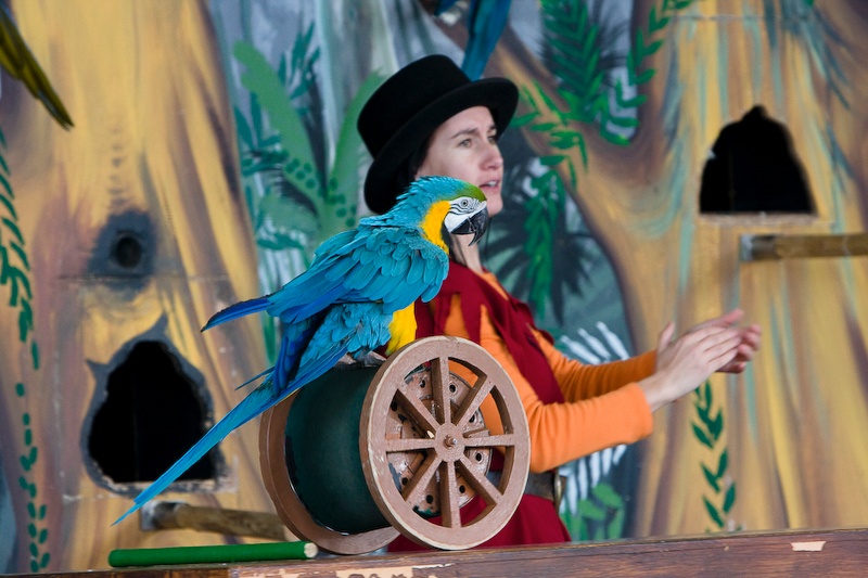 IMG_0033.jpg - Ara ararauna (bleu et jaune)