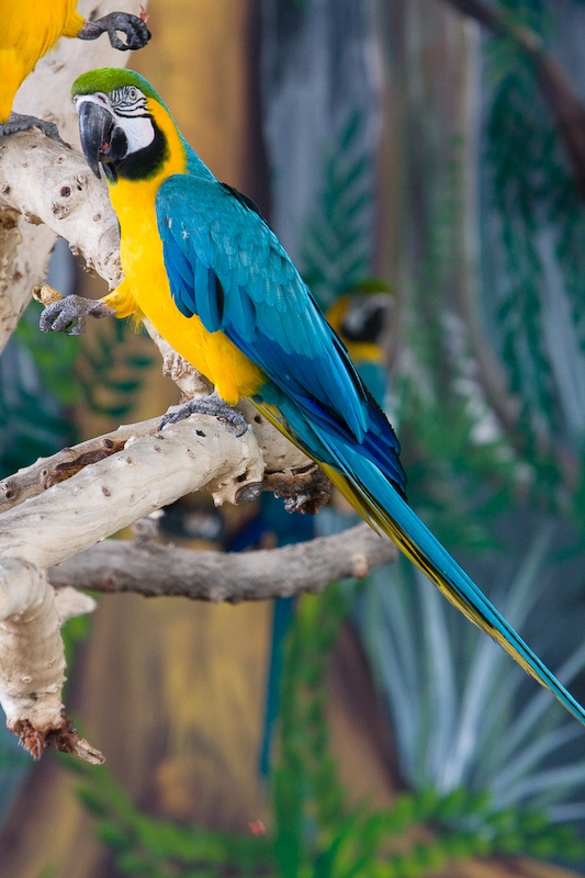 IMG_0085.jpg - Ara ararauna (bleu et jaune)