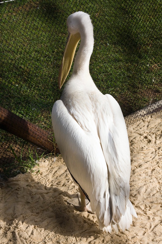 IMG_0115.jpg - Pélican Blanc