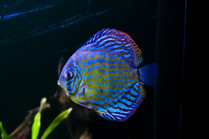 IMG_0148.jpg - Discus