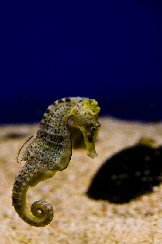 IMG_0172.jpg - Hyppocampe à Long museau