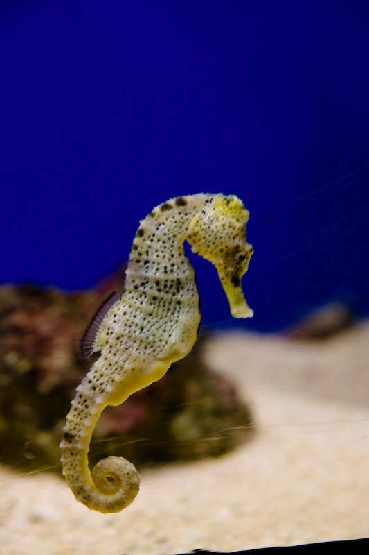 IMG_0176.jpg - Hyppocampe à Long museau