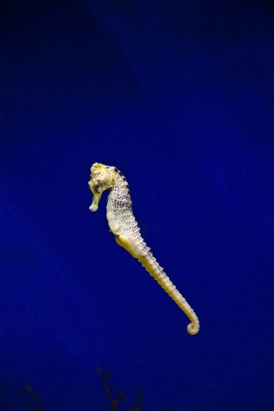 IMG_0182.jpg - Hyppocampe à Long museau