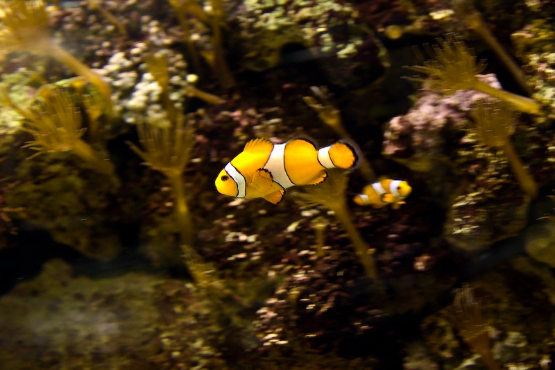 IMG_0188.jpg - poisson clown