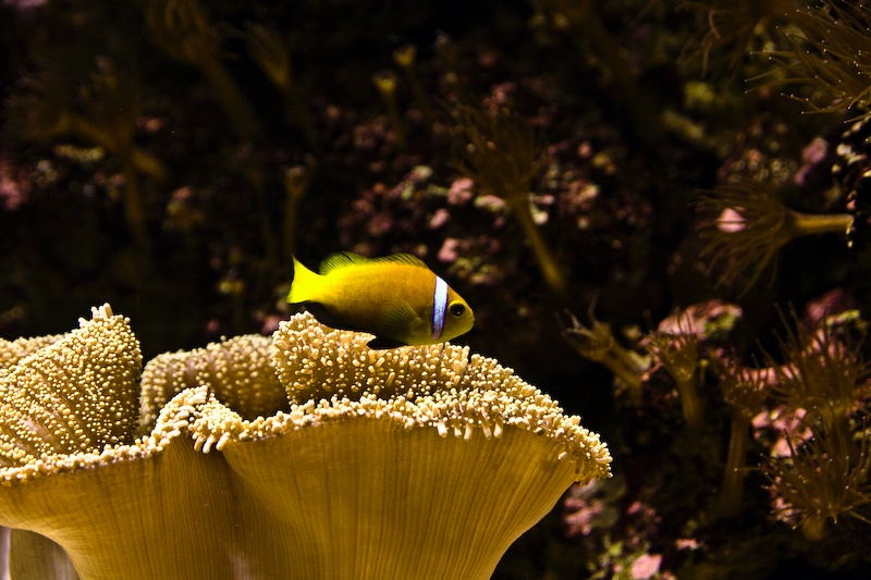 IMG_0197.jpg - poisson clown