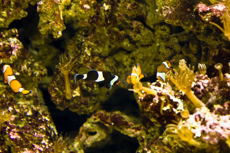 IMG_0202.jpg - poissons clown