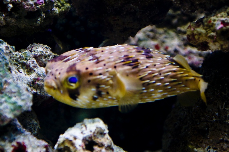 IMG_0238.jpg - Poisson armé