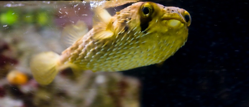 IMG_0245.jpg - Poisson armé