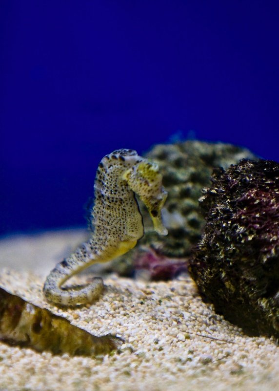 IMG_0265.jpg - hyppocampe à long museau