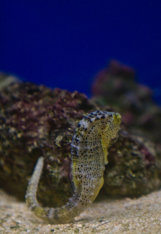 IMG_0275.jpg - hyppocampe à long museau