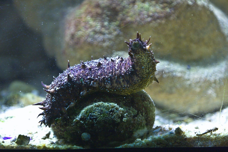 IMG_0290.jpg - concombre de mer