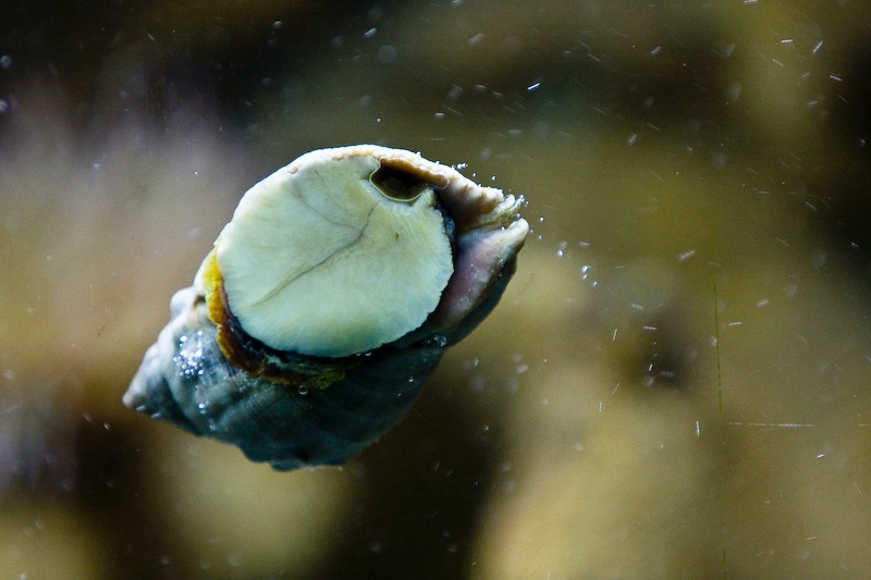 IMG_0297.jpg - un mollusque