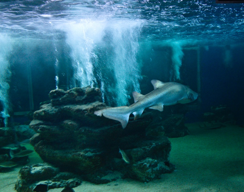 IMG_0335.jpg - requin