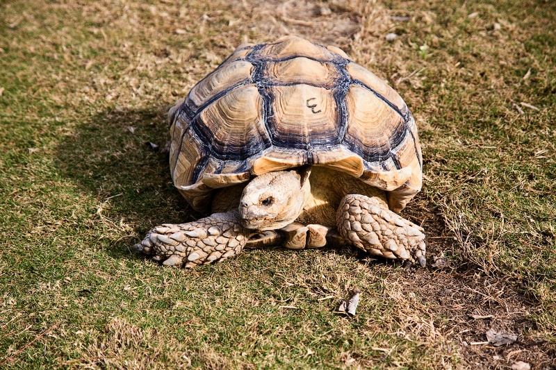 IMG_0445.jpg - Tortue terrestre