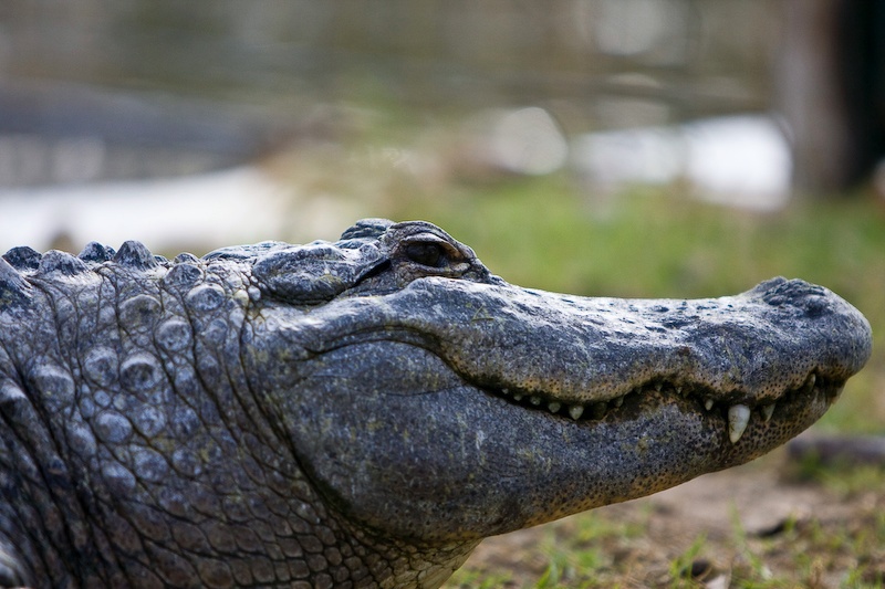 IMG_0460.jpg - Crocodile du nil