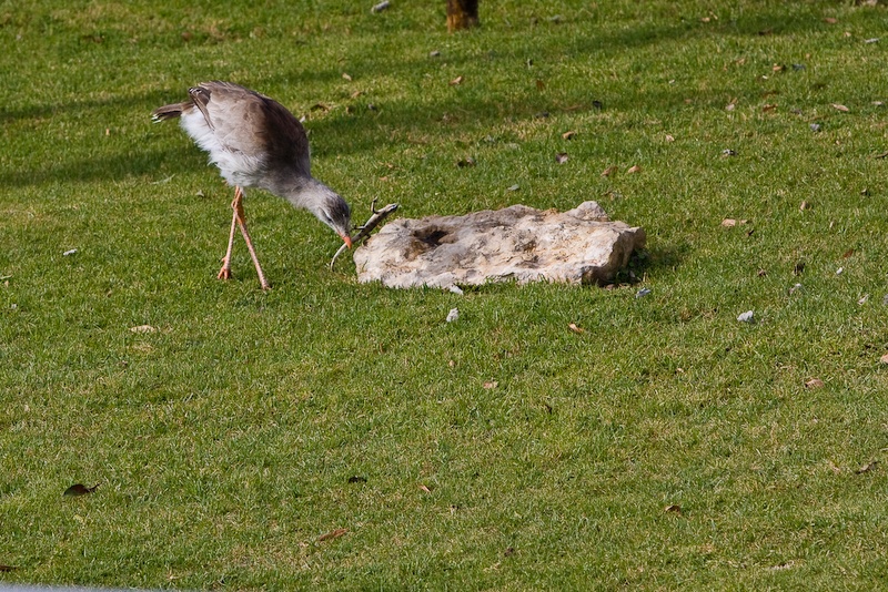 IMG_0601.jpg - cariama huppé qui frappe la récompense sur la pierre.