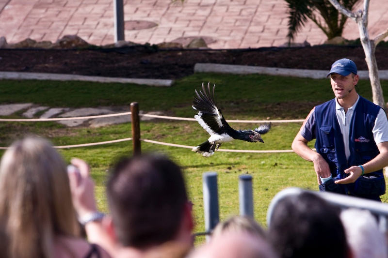 IMG_0628.jpg - calao trompette