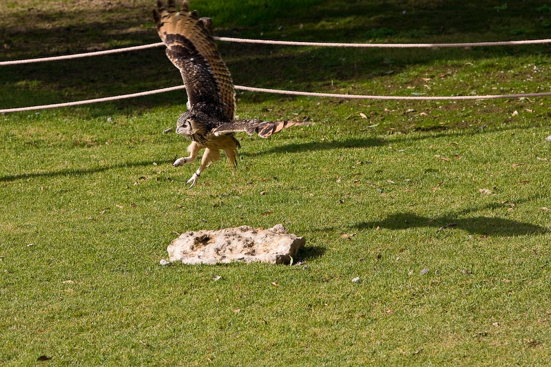 IMG_0646.jpg - grand duc