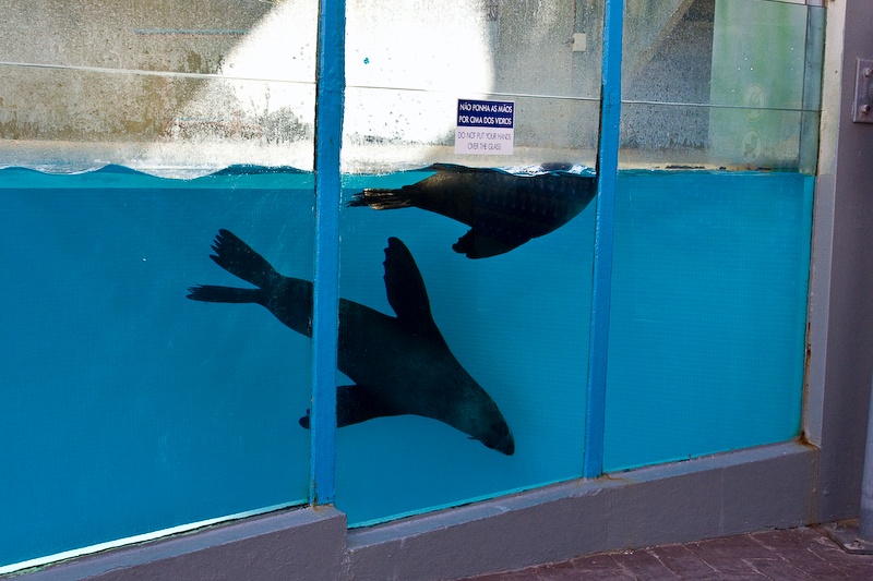 IMG_1244.jpg - il est vraiment agréable de les voir évoluer Otaries de californie