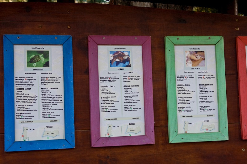 IMG_1688.jpg - il y en a beaucoup : asterix par exemple, à l'arrivée poids: 800 gammes; longueur 16,6 cm; diagnostique: perte de poidslibéré avec u poids de 5,5 kg longueur de 32 cm et u diagnostique excellente récupération et parfaite condition