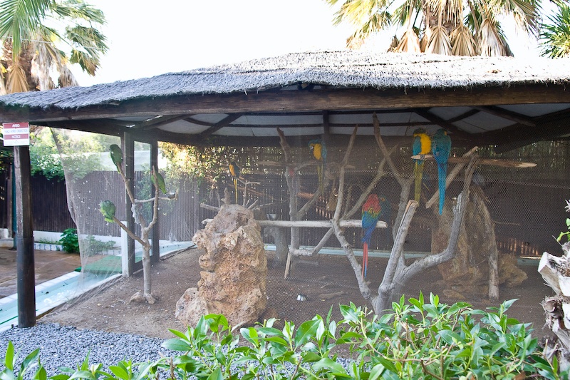 IMG_1711.jpg - ue partie des aras, je n'ai pas eu le temps de tout visiter.