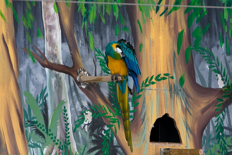 IMG_9767.jpg - Ara ararauna (bleu et jaune)