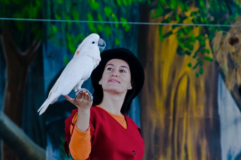 IMG_9811.jpg - cacatoès blanc