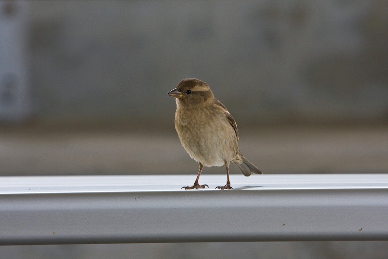 IMG_9910.jpg - u zoizeau interessé par le spectacle :)