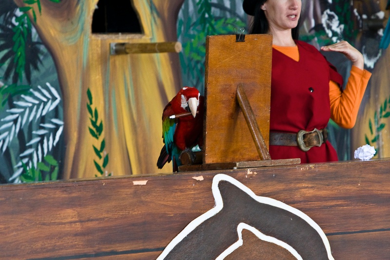 IMG_9918.jpg - ara chloroptère