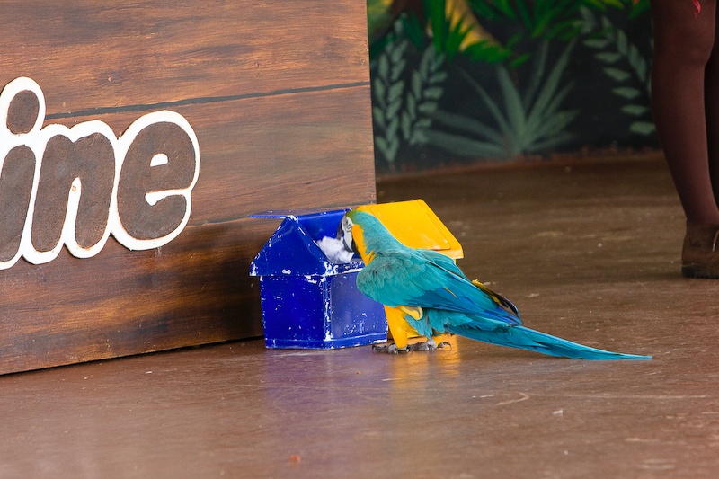 IMG_9942.jpg - Ara ararauna