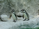 DSCF7029