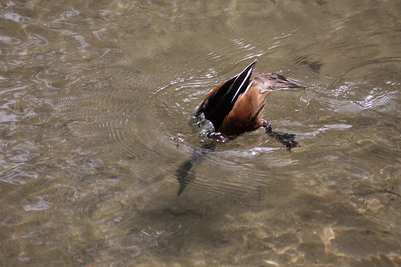 ceres100508407.JPG - Montage assez génial du à une eau claire