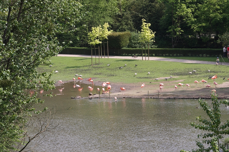 ceres100508624.JPG - cela donne une idée de l'emplacement des flamants. un peu comme paradisio on peut presque les toucher. quasiment tout le parc est sur le même modèle ! un grand bravo