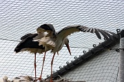 IMG_6969