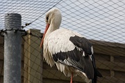 IMG_6993