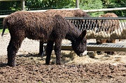IMG_7275