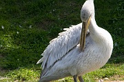IMG_7446