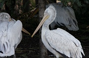 IMG_7448