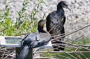 IMG_7470