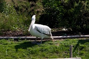 IMG_7475
