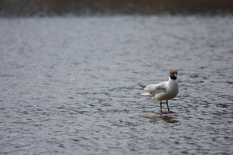 IMG_8622.JPG - Au 100-400 série L ....