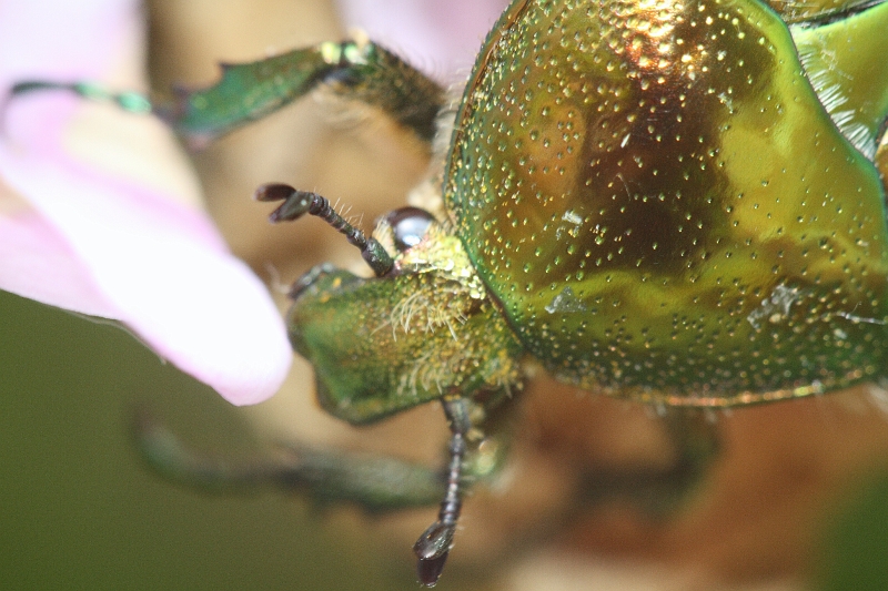 IMG_9442.JPG - J'ai eu les bagues Kenko