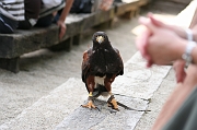 IMG_3877