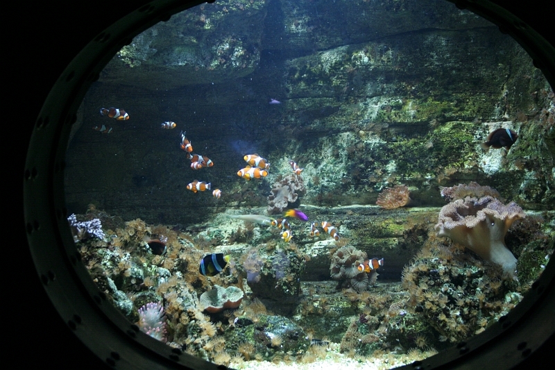 IMG_7825.JPG - 800 isos