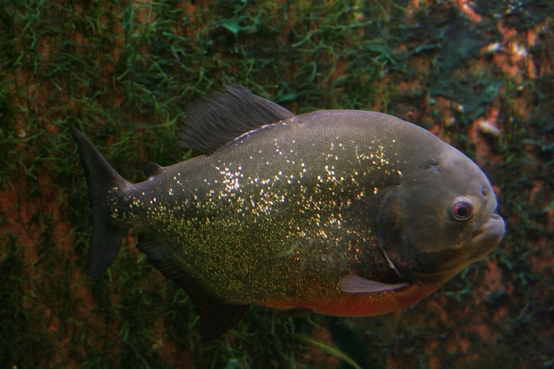 IMG_7845.JPG - encore et toujours 350D & 800 isos s'en est bien sortie