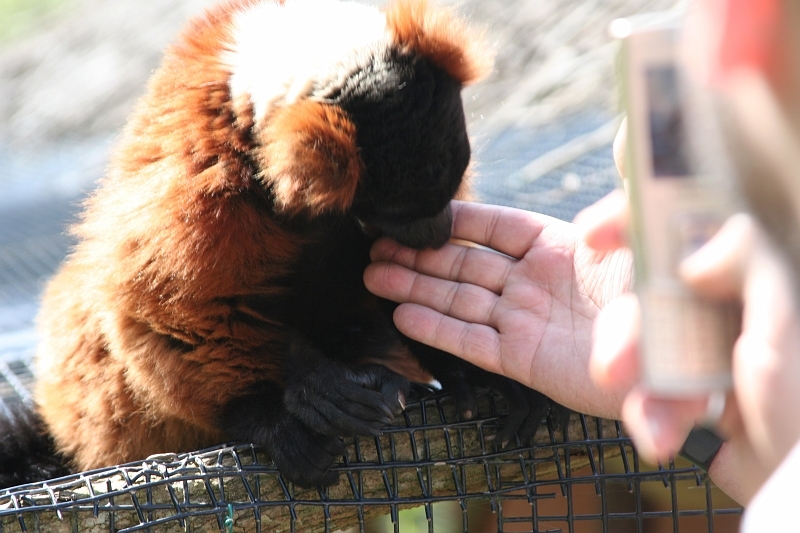 IMG_7929.JPG - oui il sagit de ma main