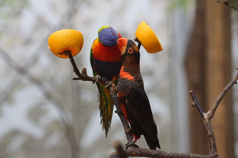 fleur1174.JPG - Ahhhhh ! l'amour toujours l'amourrrrrrrrrr