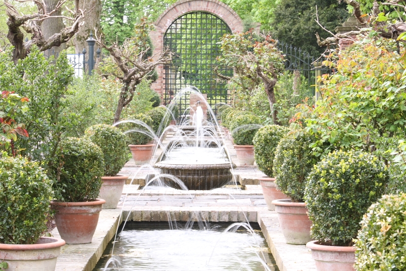 fleur1252.JPG - un peu surexposée mais ca rend mieux les jets :)