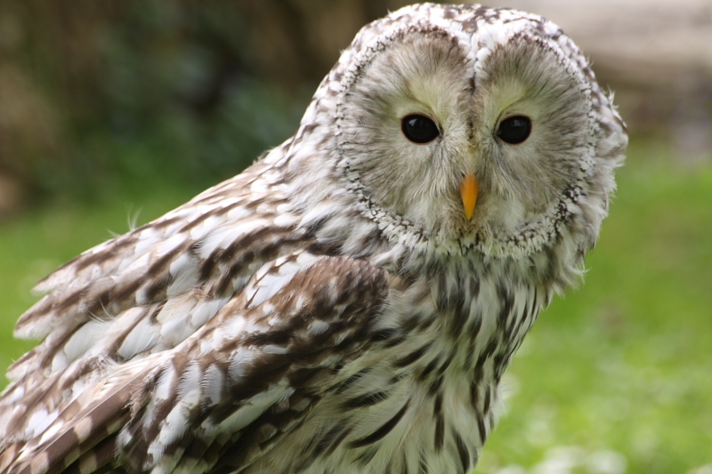 fleur1295.JPG - cette photo est très chouette