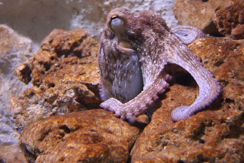 fleur1328.JPG - 1600 iso 40D pas mal hein :)